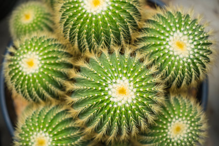 A vibrant image of a group of golden barrel cacti growing together in a pot, perfect for nature and plant enthusiasts.の写真素材