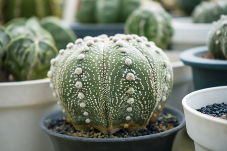 A vibrant image of a group of golden barrel cacti growing together in a pot, perfect for nature and plant enthusiasts.の写真素材