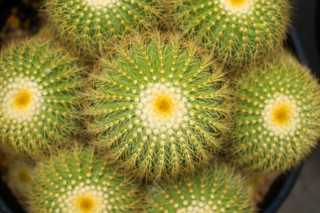 A vibrant image of a group of golden barrel cacti growing together in a pot, perfect for nature and plant enthusiasts.の写真素材
