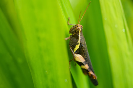 A close-up shot of a grasshopper perched on a vibrant green leaf. The detailed texture of the insect and the leaf creates a striking contrast.の写真素材