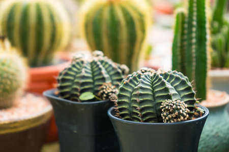 A vibrant image of a group of golden barrel cacti growing together in a pot, perfect for nature and plant enthusiasts.の写真素材