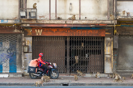 A delivery rider on a motorbike rides past a building overrun with monkeys, highlighting the unique interactions between urban wildlife and human activities.のeditorial素材