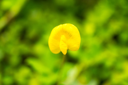 Yellow flowers in a lush green garden, showcasing the vibrant colors and beauty of nature.の写真素材