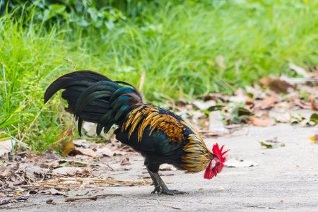 An urban rooster with vibrant colors walks along a city street, showcasing the contrast between its bright plumage and the grey surroundings.の写真素材