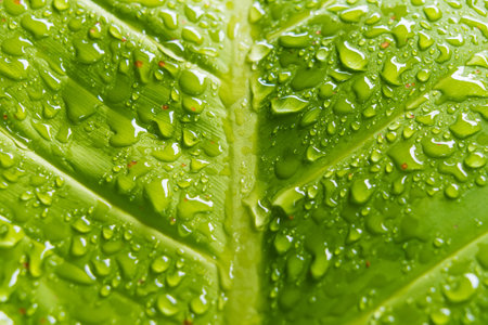 Raindrops on a green leaf, a beautiful display of nature's hydration.の写真素材