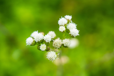 White blossoms against a green background create a striking contrast, highlighting the beauty of nature.の写真素材