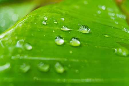 Morning dew on a banana leaf, highlighting the freshness and vibrancy of the natural world.の写真素材