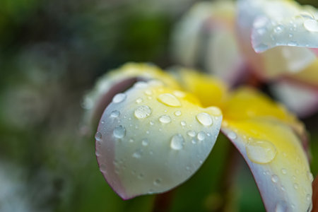 A close-up of raindrops resting on the delicate yellow and white petals of a plumeria flower, showcasing the natural beauty and freshness of the scene.の写真素材