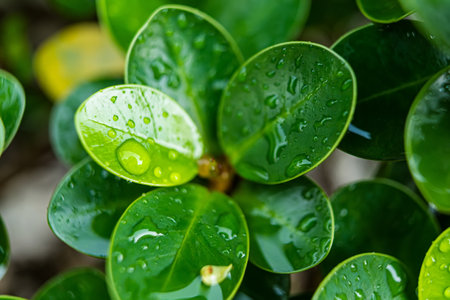 Fresh raindrops on a green leaf, capturing the essence of a rainy day and the vitality of nature.の写真素材