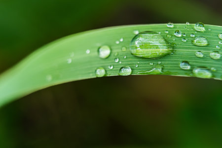 Raindrops resting on the veins of green grass, highlighting the intricate and delicate details of plant life.の写真素材
