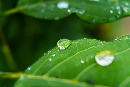 Fresh raindrops on a green leaf, capturing the essence of a rainy day and the vitality of nature.の写真素材
