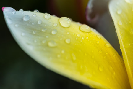 A close-up of raindrops resting on the delicate yellow and white petals of a plumeria flower, showcasing the natural beauty and freshness of the scene.の写真素材