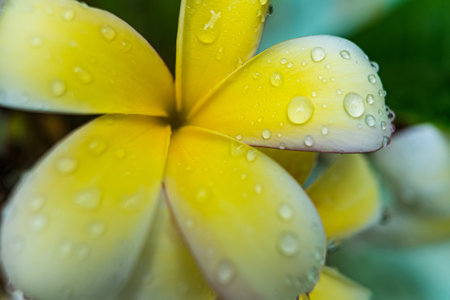 A close-up of raindrops resting on the delicate yellow and white petals of a plumeria flower, showcasing the natural beauty and freshness of the scene.の写真素材