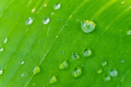 Morning dew on a banana leaf, highlighting the freshness and vibrancy of the natural world.の写真素材