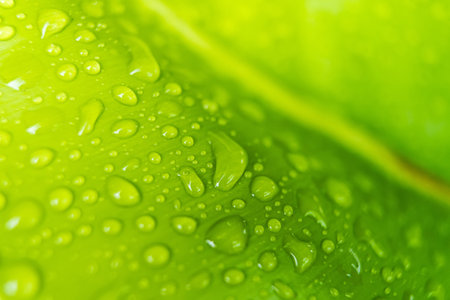 Fresh raindrops on a green leaf, capturing the essence of a rainy day and the vitality of nature.の写真素材