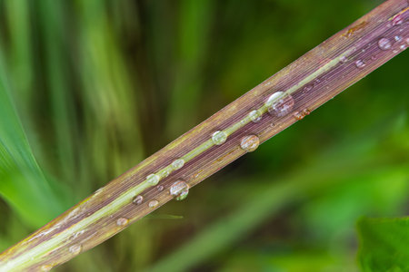 Raindrops resting on the veins of green grass, highlighting the intricate and delicate details of plant life.の写真素材