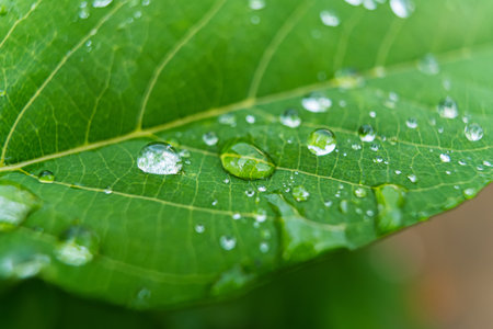 Fresh raindrops on a green leaf, capturing the essence of a rainy day and the vitality of nature.の写真素材