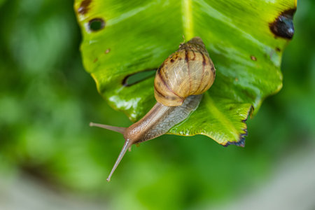 A close-up of a snail on a lush green leaf, emphasizing the textures and colors of both the snail and the leaf.の写真素材
