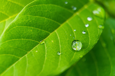 Fresh raindrops on a green leaf, capturing the essence of a rainy day and the vitality of nature.の写真素材