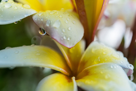 A close-up of raindrops resting on the delicate yellow and white petals of a plumeria flower, showcasing the natural beauty and freshness of the scene.の写真素材