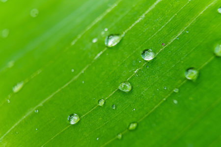 Morning dew on a banana leaf, highlighting the freshness and vibrancy of the natural world.の写真素材