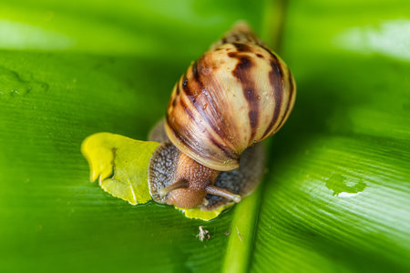 A close-up of a snail on a lush green leaf, emphasizing the textures and colors of both the snail and the leaf.の写真素材