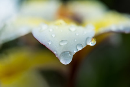 A close-up of raindrops resting on the delicate yellow and white petals of a plumeria flower,...