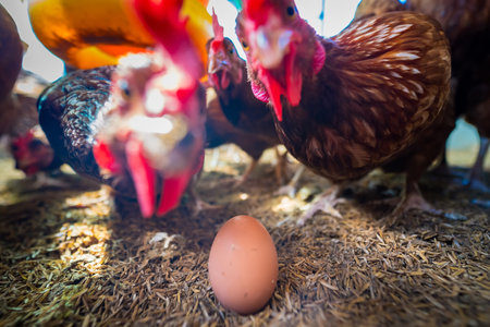 Freshly laid eggs on straw, surrounded by a group of hens in a chicken coop, reflecting the natural and wholesome environment of egg production.の写真素材