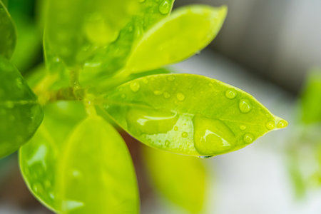 Fresh raindrops on a green leaf, capturing the essence of a rainy day and the vitality of nature.の写真素材