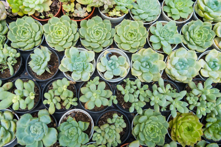 This cacti oasis features a variety of unique plants, with one cactus blooming, creating a refreshing and tranquil atmosphere for your home or office.の写真素材