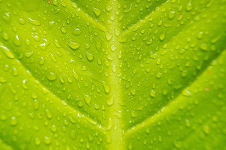 Fresh raindrops on a green leaf, capturing the essence of a rainy day and the vitality of nature.の写真素材