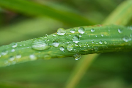 Fresh raindrops on a green leaf, capturing the essence of a rainy day and the vitality of nature.の写真素材
