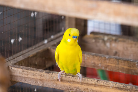 A vibrant yellow budgerigar standing on a wooden perch inside a cage.