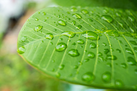 This image captures raindrops resting on a vibrant green leaf, embodying nature's serenity and calmness. Perfect for relaxation themes, meditation, and natural beauty products.の写真素材