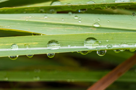 This image captures raindrops resting on a vibrant green leaf, embodying nature's serenity and calmness. Perfect for relaxation themes, meditation, and natural beauty products.の写真素材