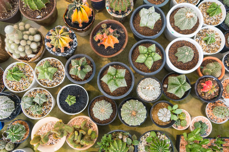 A diverse collection of cacti species in minimalist pots, showcasing the beauty of simplicity and...