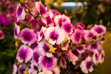 A vibrant display of blooming orchids, showcasing nature's beauty and ideal for floral arrangements and home decor.の写真素材