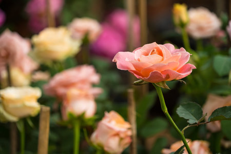 A close-up of a vibrant pink rose surrounded by lush green leaves, capturing its full bloom in a serene garden.の写真素材