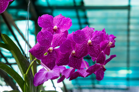 Close-up view of radiant yellow orchids surrounded by pastel pink and purple blooms.の写真素材