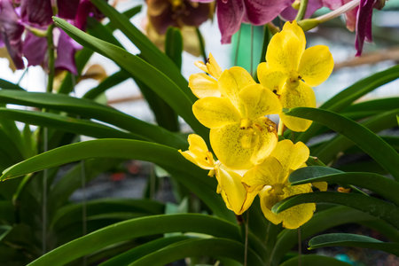 Close-up view of radiant yellow orchids surrounded by pastel pink and purple blooms.の写真素材