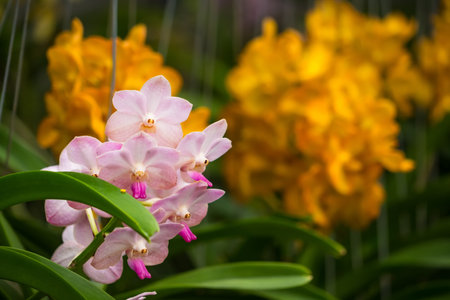 Close-up view of radiant yellow orchids surrounded by pastel pink and purple blooms.の写真素材