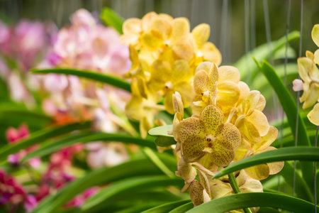 Close-up view of radiant yellow orchids surrounded by pastel pink and purple blooms.の写真素材