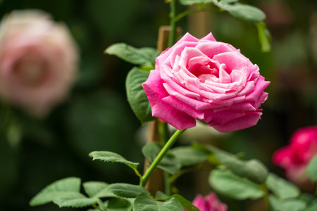 A close-up of a vibrant pink rose surrounded by lush green leaves, capturing its full bloom in a serene garden.の写真素材