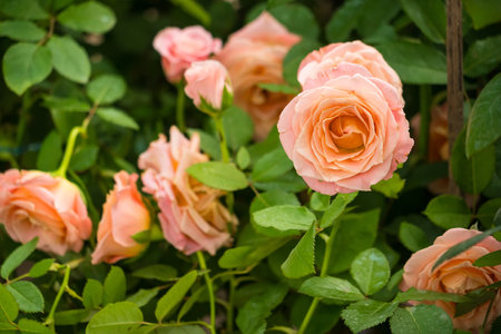 A close-up of a vibrant pink rose surrounded by lush green leaves, capturing its full bloom in a serene garden.の写真素材