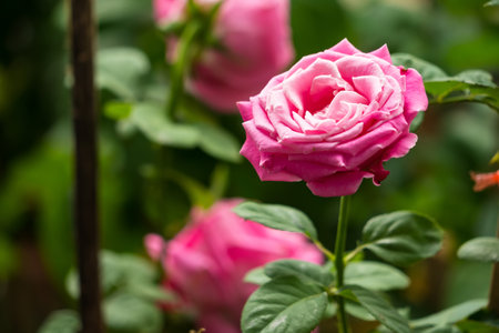 A close-up of a vibrant pink rose surrounded by lush green leaves, capturing its full bloom in a serene garden.の写真素材