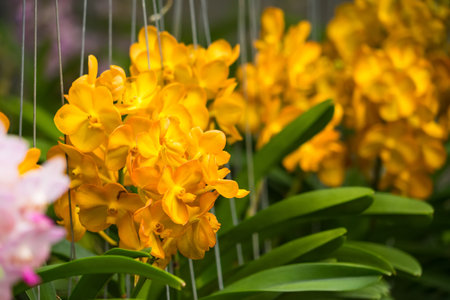 Close-up view of radiant yellow orchids surrounded by pastel pink and purple blooms.の写真素材