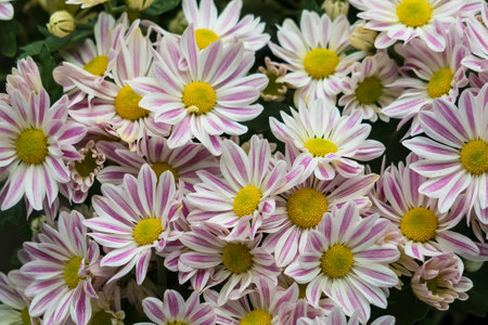 A joyful display of colorful chrysanthemums, embodying the spirit of happiness and the vibrancy of...
