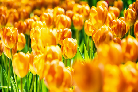 Yellow and orange tulips blooming brightly in a lush garden surrounded by green leaves, showcasing the vibrant beauty of spring.の写真素材