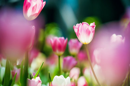 A beautiful garden in spring filled with tulips in multiple colors, showcasing the season's vibrant blooms.の写真素材