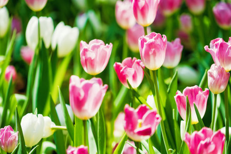 A beautiful garden in spring filled with tulips in multiple colors, showcasing the season's vibrant blooms.の写真素材